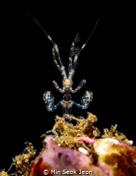 Skeleton shrimp by Min Seok Jeon 